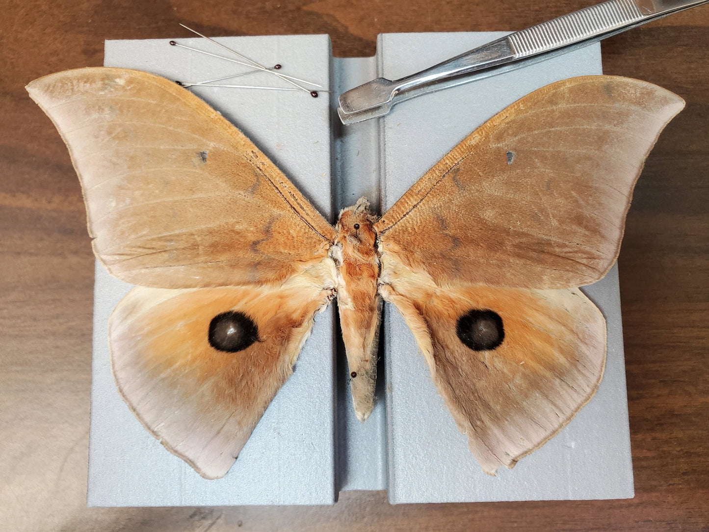 BIG Saturn MOTH ‘Pseudobunaea alinda’ Unspread