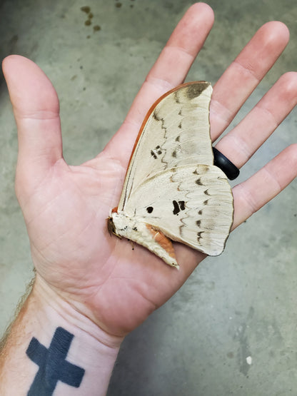 BIG Saturn MOTH ‘Pseudobunaea alinda’ Unspread