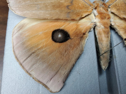 BIG Saturn MOTH ‘Pseudobunaea alinda’ Unspread