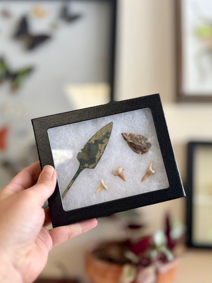 Riker Mount Frames for Insects, Butterflies, Beetles, Collectibles