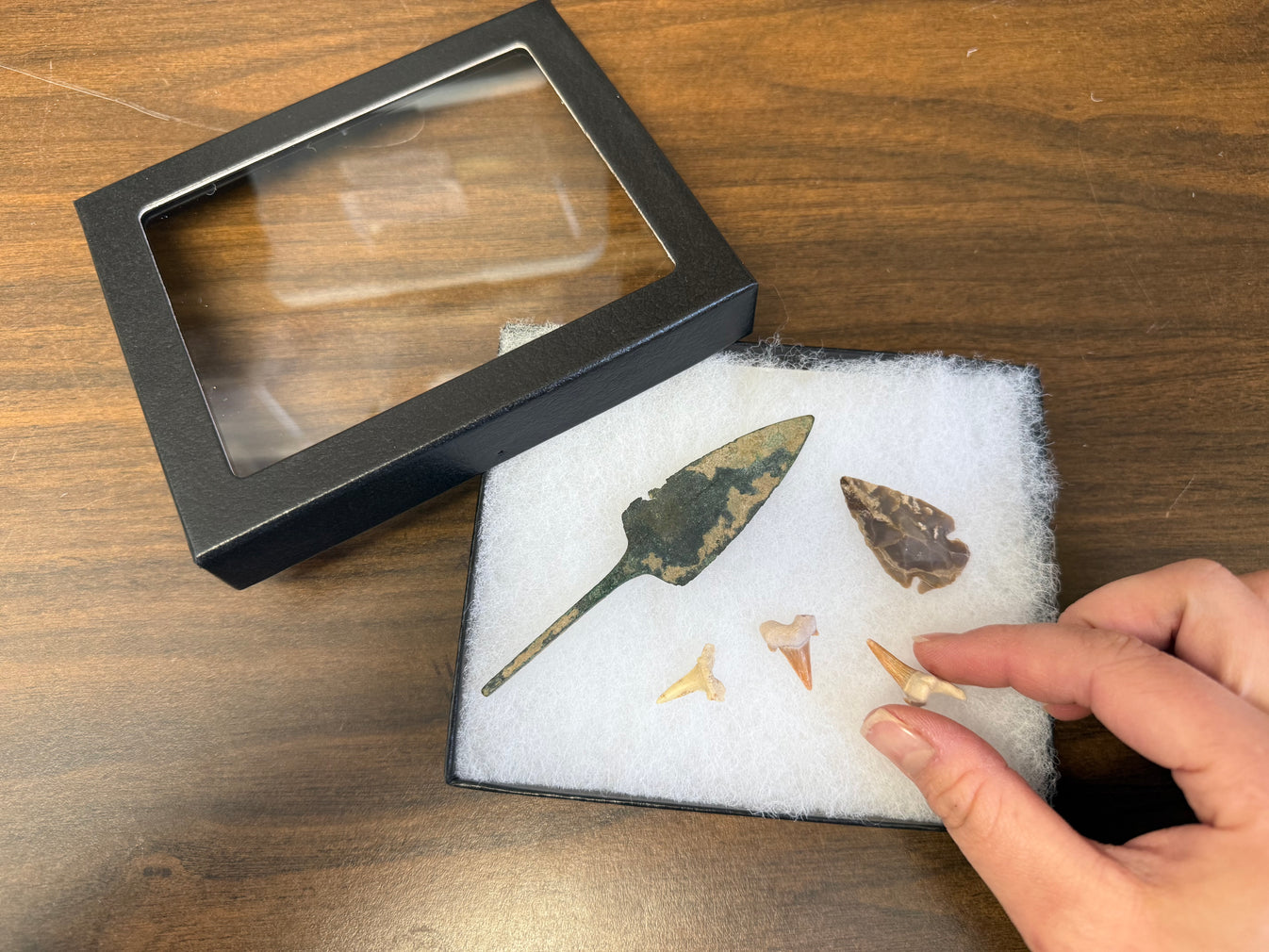 Riker Mount Frames for Insects, Butterflies, Beetles, Collectibles ...