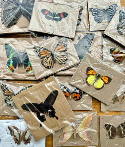 Real Butterflies and Moths For Wedding Decor WINGS SPREAD open, Mixed Random Assortment of 1 or 3 species