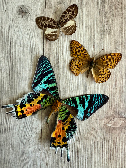 3 Spread specimens, not framed, A2, Lot 543