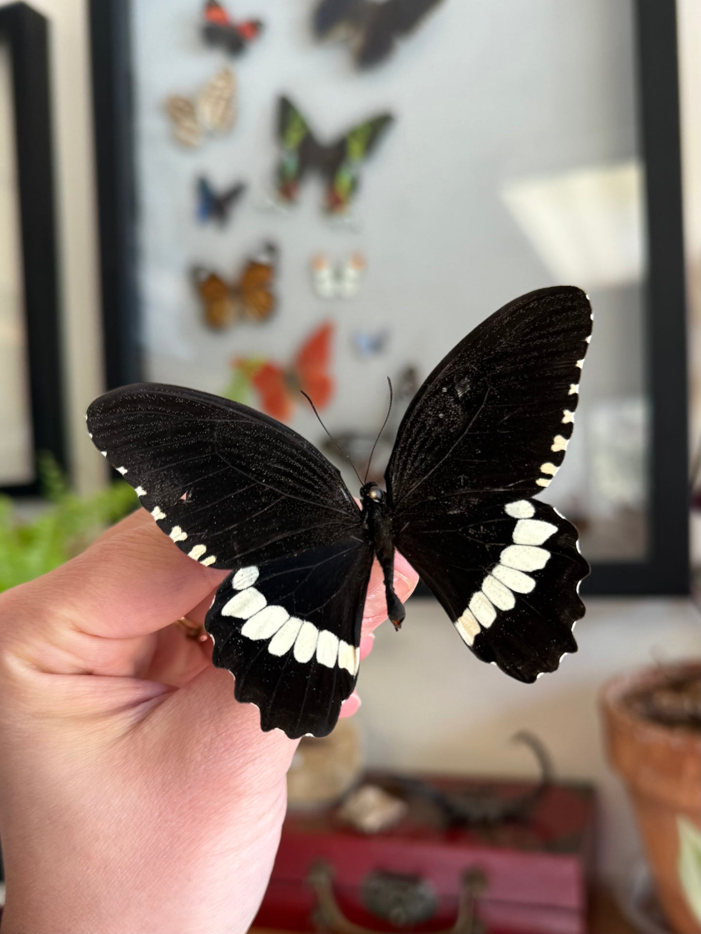 Papilio polytes, Real Black and White Butterfly