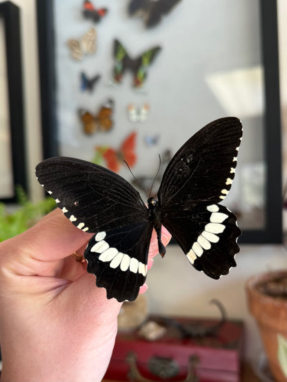 Papilio polytes, Real Black and White Butterfly