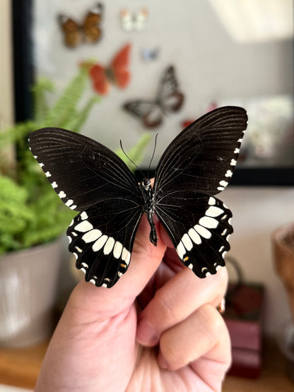 Papilio polytes, Real Black and White Butterfly