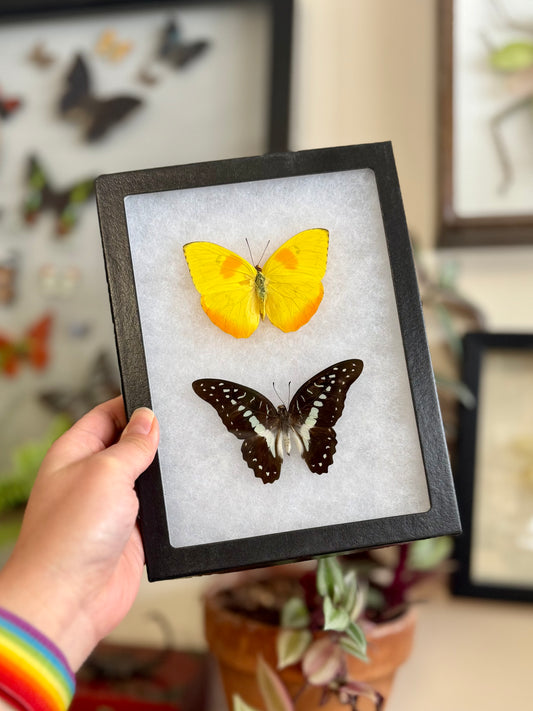 2 Butterflies in a Riker Mount Frame