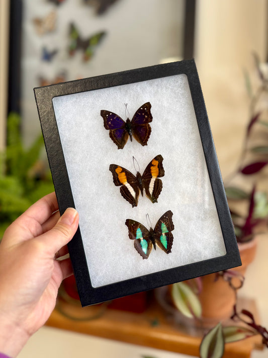 Doxocopa Trio Butterflies in a Riker Mount Frame