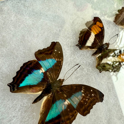 Doxocopa Trio Butterflies in a Riker Mount Frame