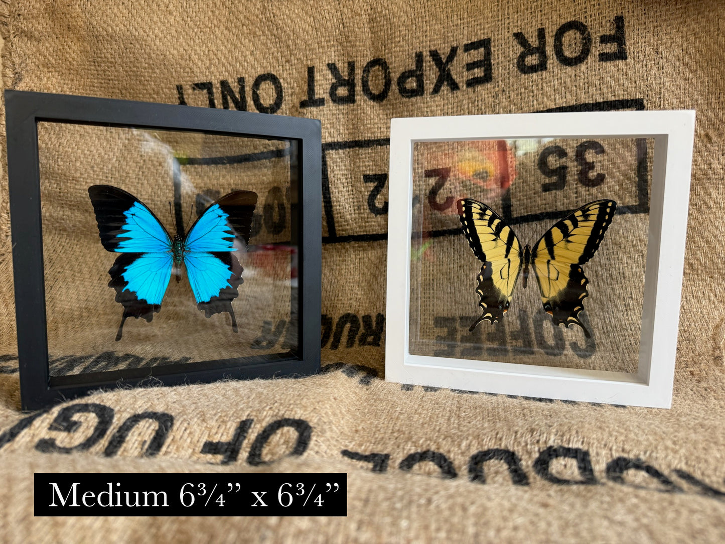 DOUBLE GLASS Shadow box Frames, FRAME ONLY Insect and Butterfly Display Floating Frame