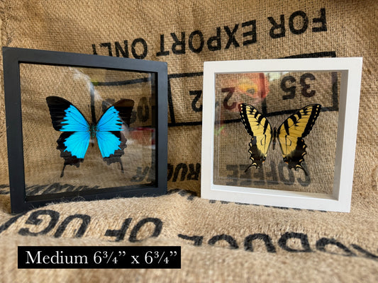DOUBLE GLASS Shadow box Frames, FRAME ONLY Insect and Butterfly Display Floating Frame