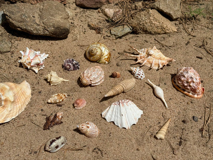 Vintage Seashells - Redondo Beach 1951