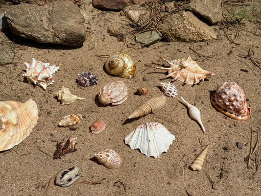 Vintage Seashells - Redondo Beach 1951