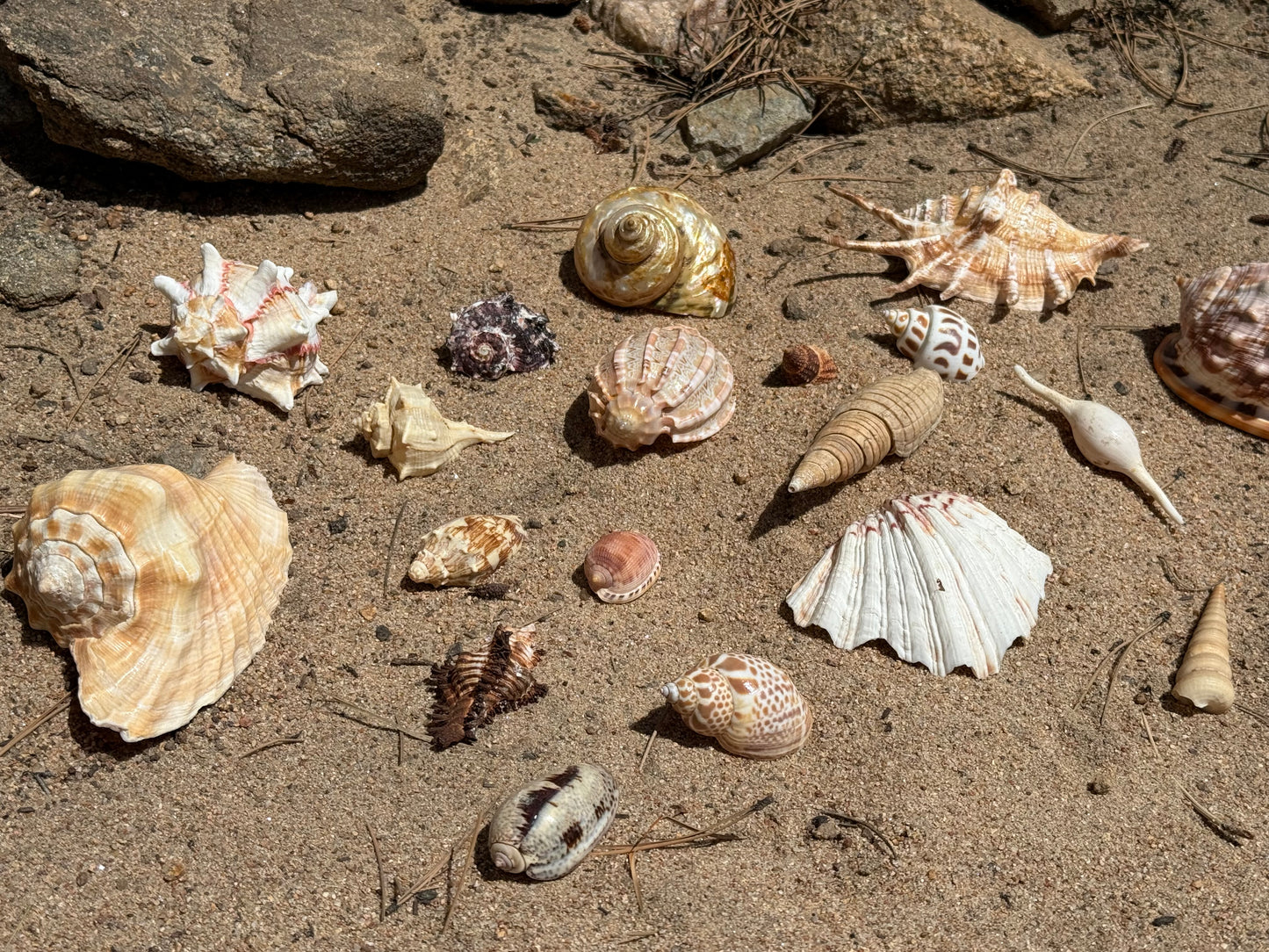 Vintage Seashells - Redondo Beach 1951