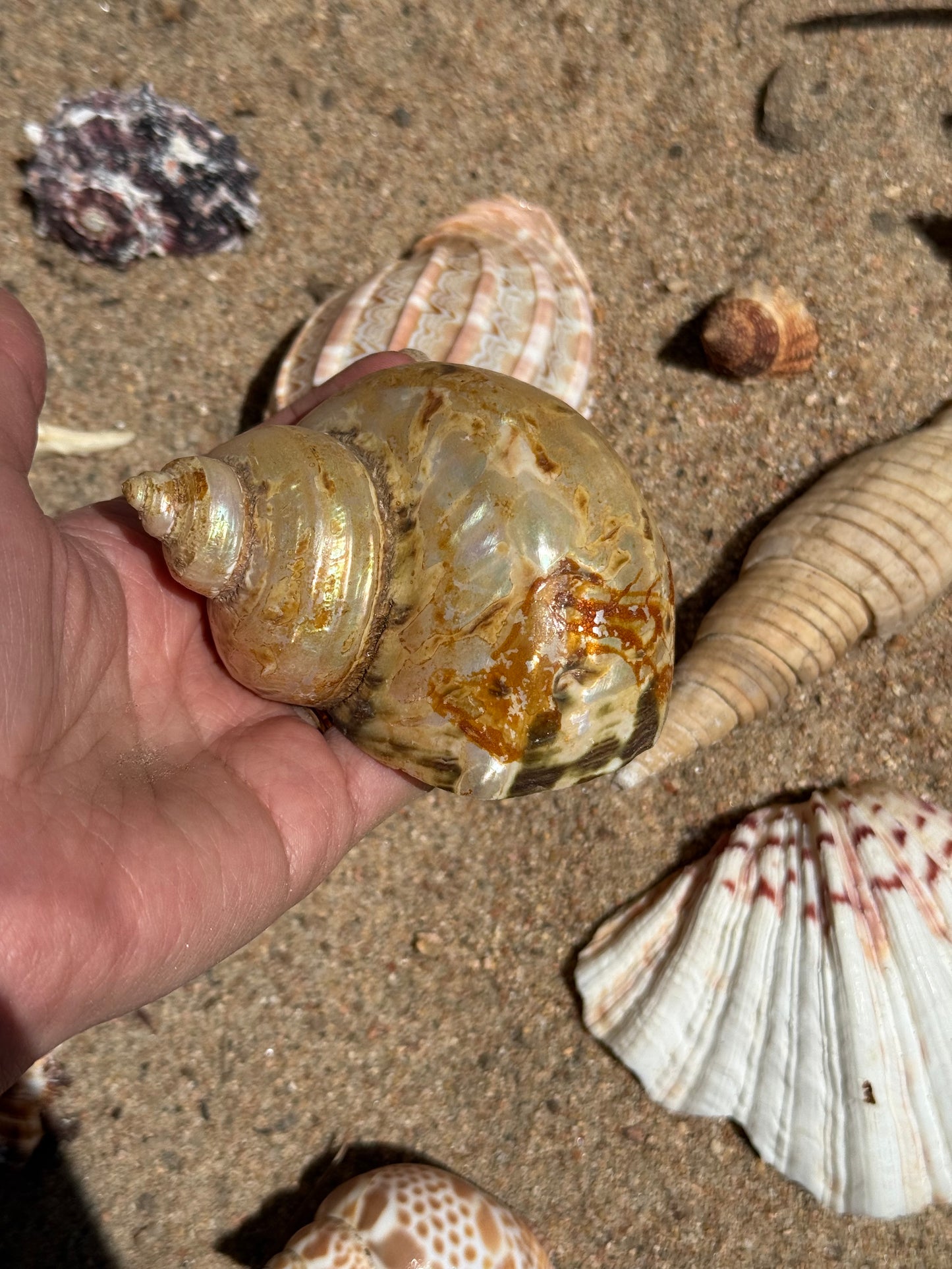 Vintage Seashells - Redondo Beach 1951