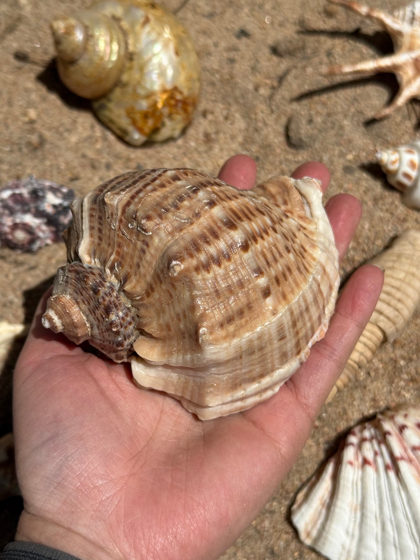 Vintage Seashells - Redondo Beach 1951