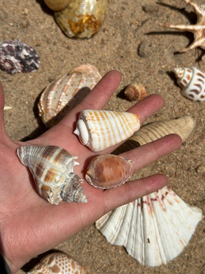 Vintage Seashells - Redondo Beach 1951