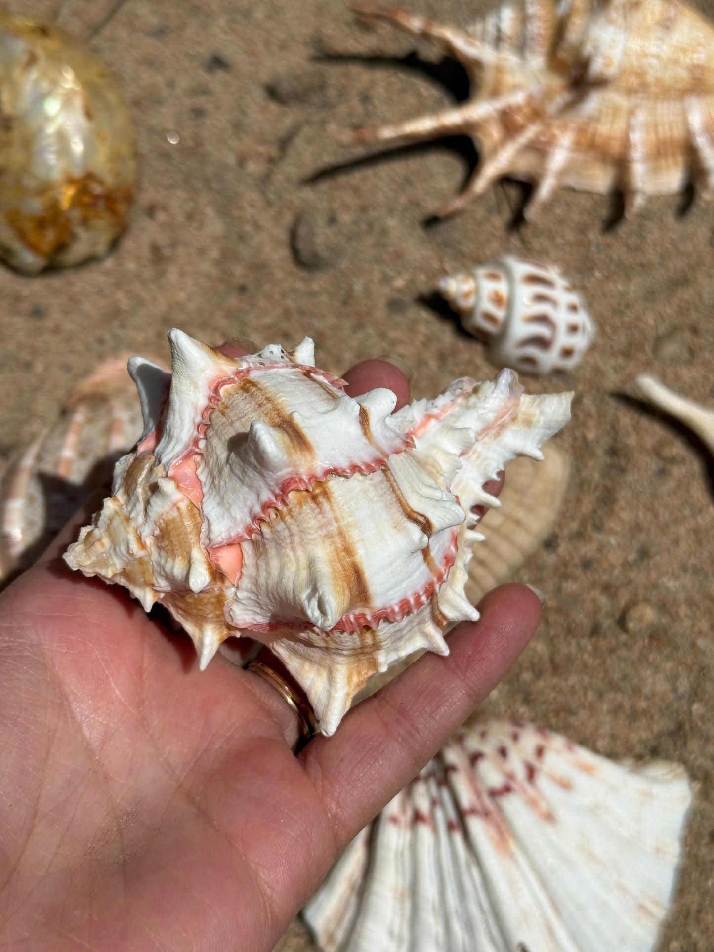 Vintage Seashells - Redondo Beach 1951
