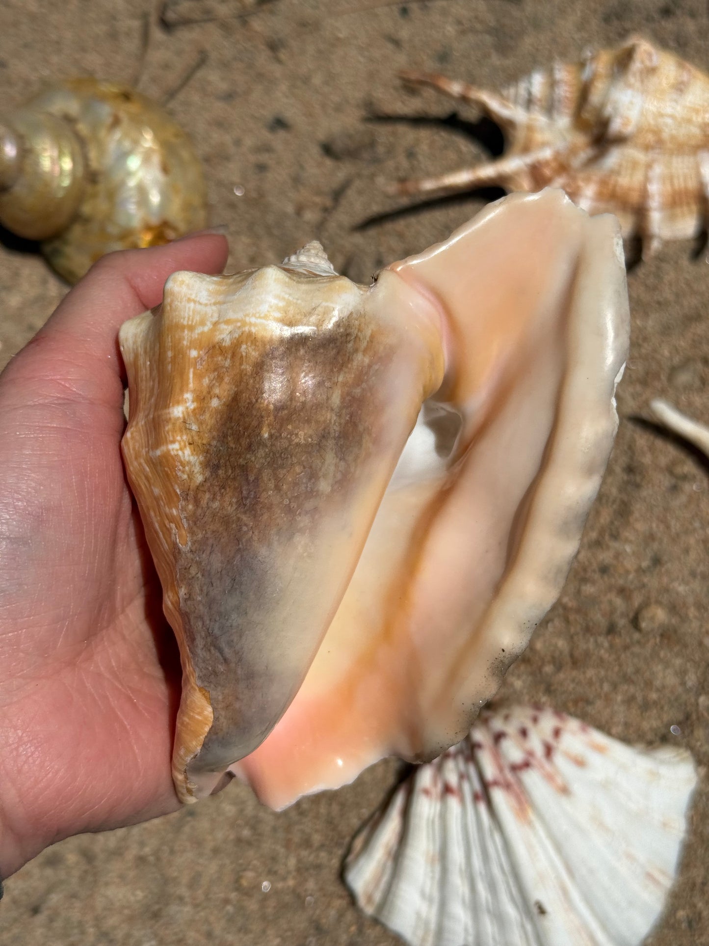 Vintage Seashells - Redondo Beach 1951