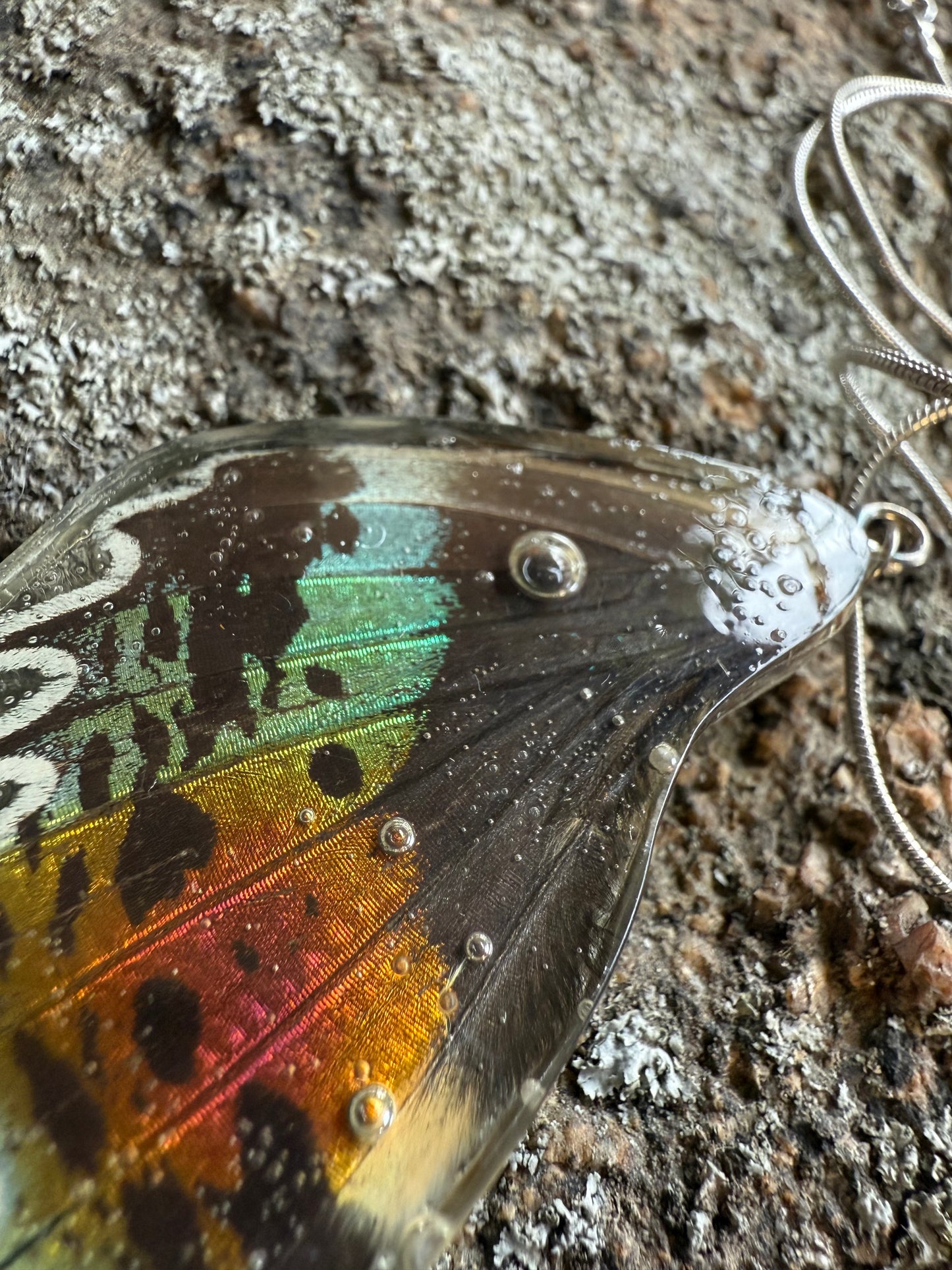 Real Butterfly and Moth Wing Pendant Necklaces