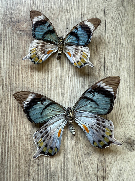 RARE! SPREAD Papilio laglaizei Pair Swallowtail Butterflies
