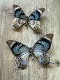 RARE! SPREAD Papilio laglaizei Pair Swallowtail Butterflies