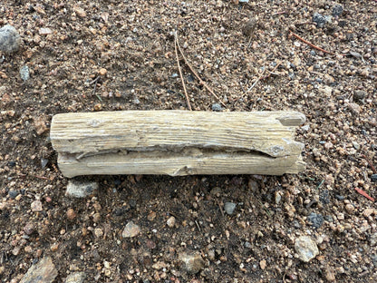 Petrified Wood from Eden Valley
