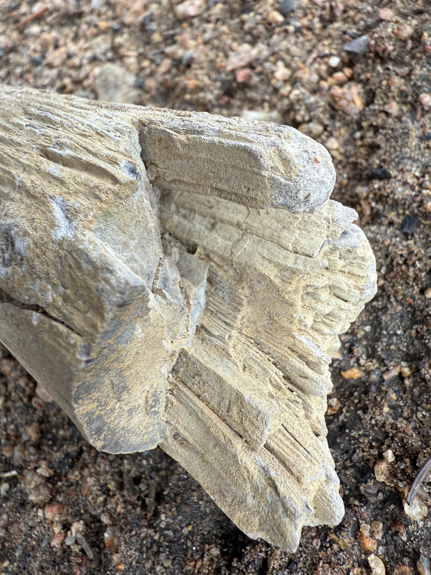 Petrified Wood from Eden Valley