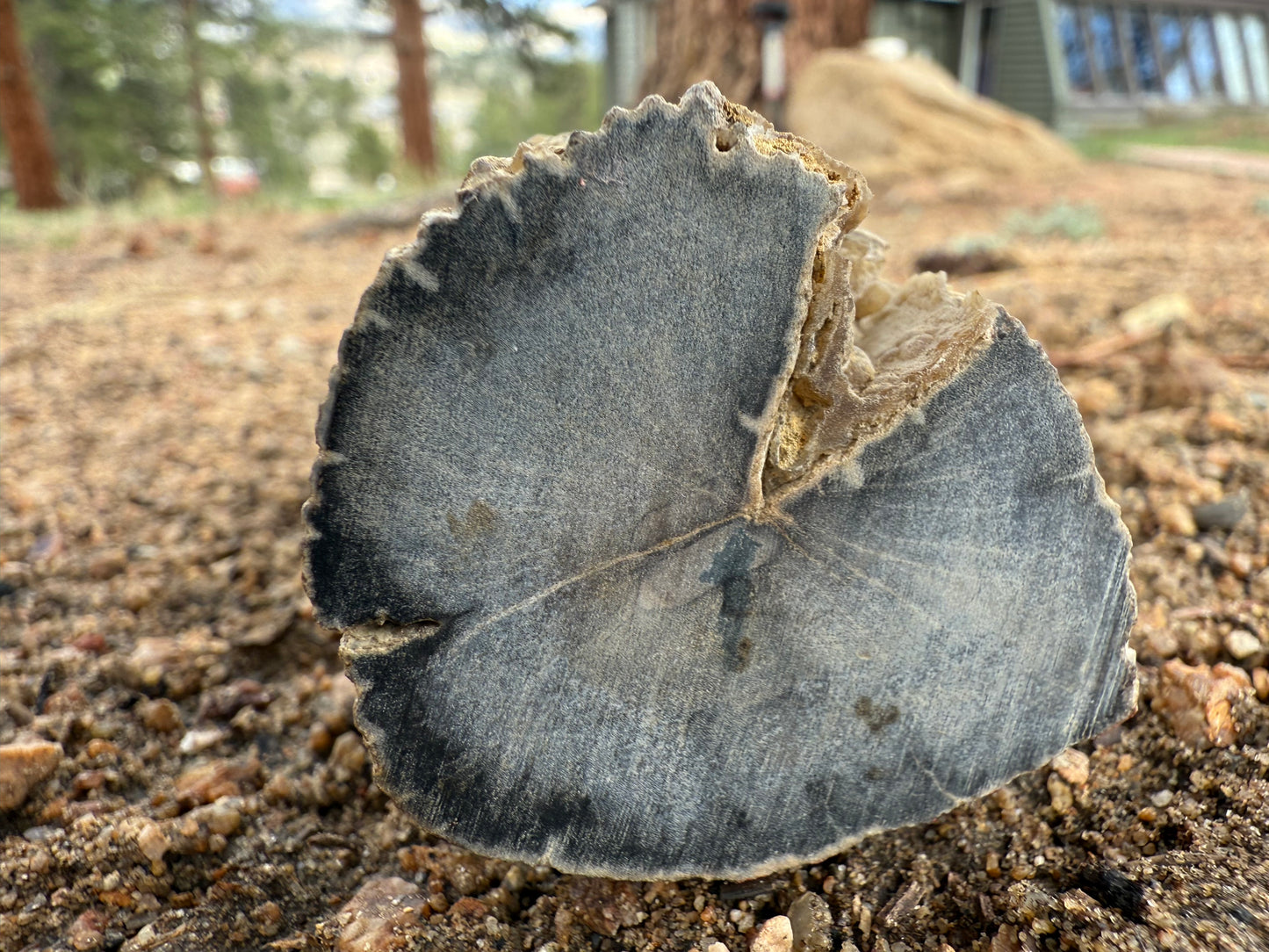 Petrified Wood from Eden Valley