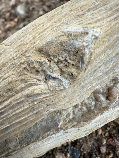 Petrified Wood from Eden Valley