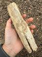 Petrified Wood from Eden Valley