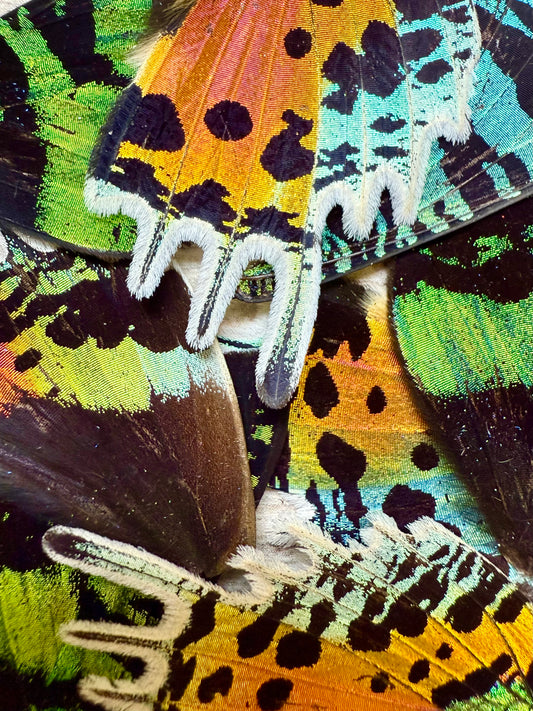 Pairs of REAL Butterfly Wings for arts, crafts, jewelry Monarch, Urania leilus, Sunset Moth