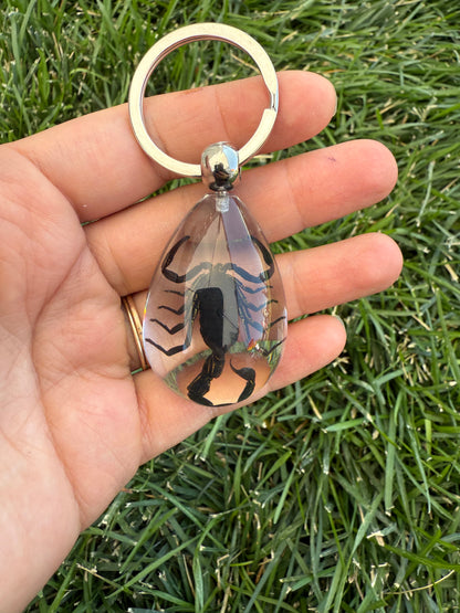 Real Preserved Scorpion Keychain in Clear Resin