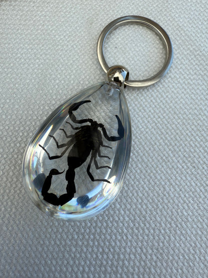 Real Preserved Scorpion Keychain in Clear Resin