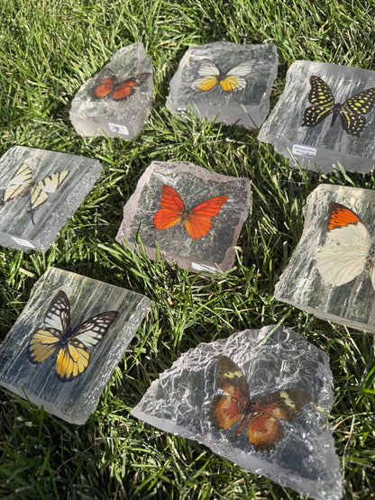 Resin Butterfly Glacier - Real Butterfly Specimens Encased in Crystal Resin