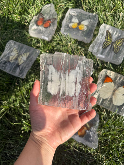 Resin Butterfly Glacier - Real Butterfly Specimens Encased in Crystal Resin