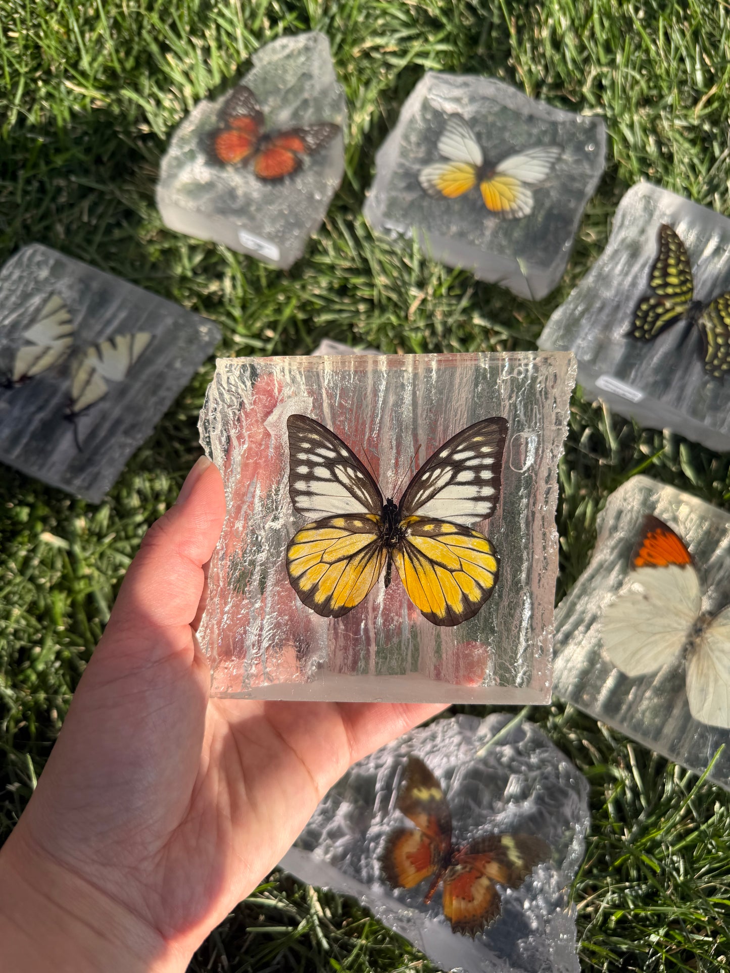 Resin Butterfly Glacier - Real Butterfly Specimens Encased in Crystal Resin