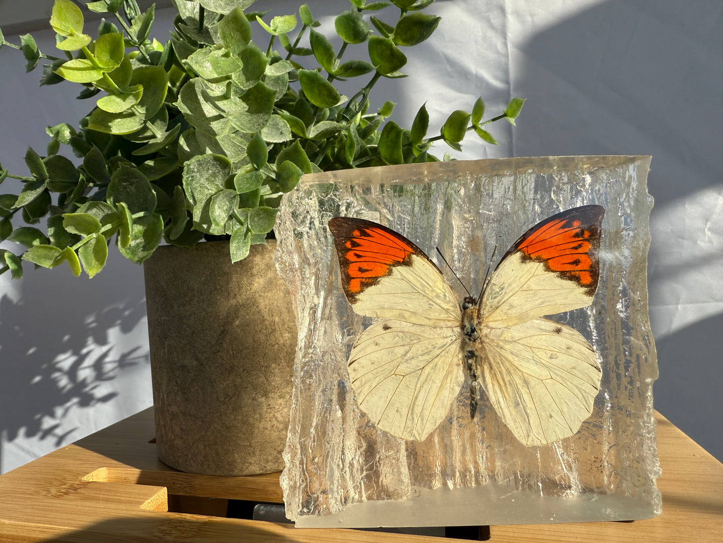 Resin Butterfly Glacier - Real Butterfly Specimens Encased in Crystal Resin