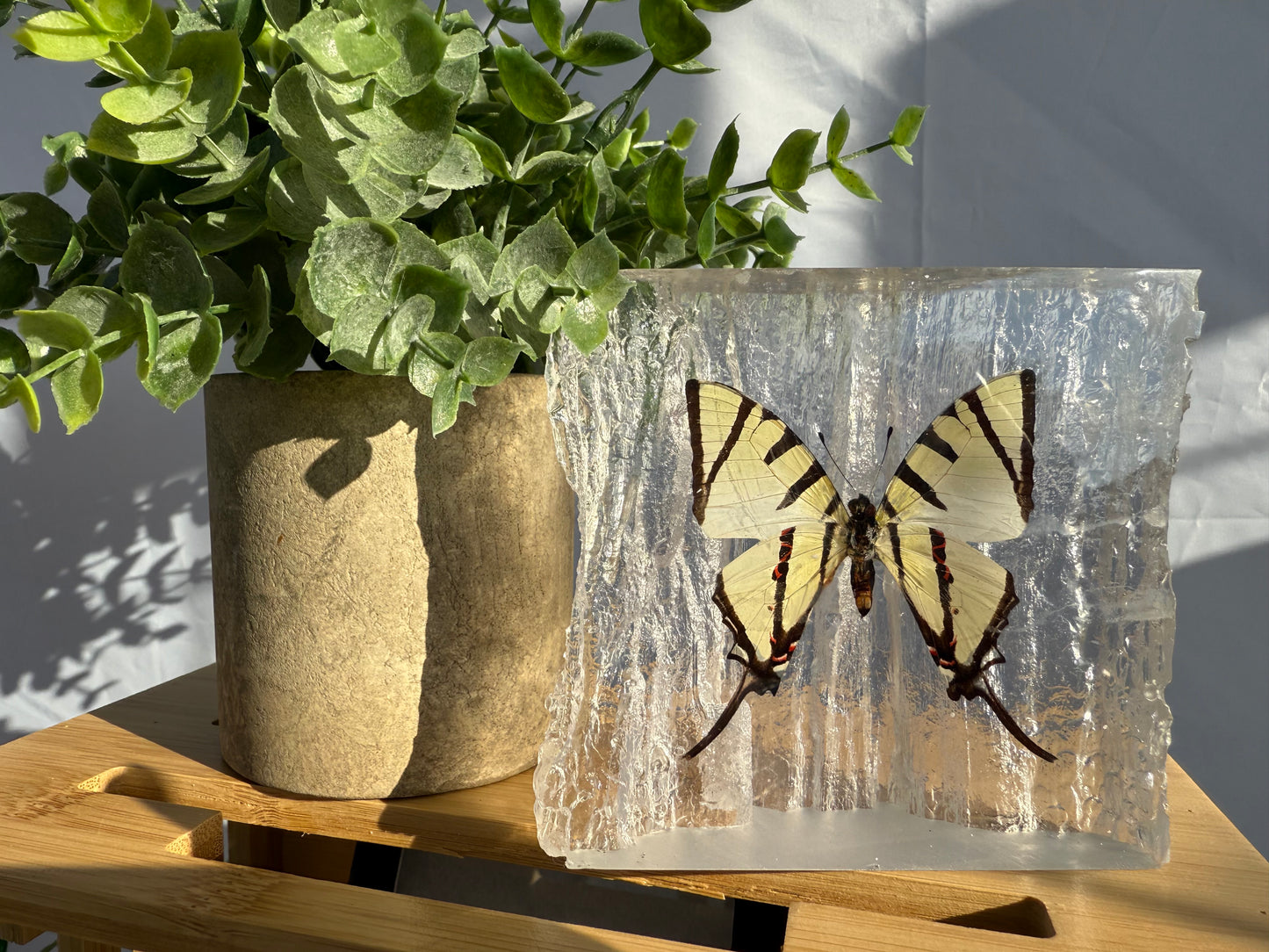 Resin Butterfly Glacier - Real Butterfly Specimens Encased in Crystal Resin