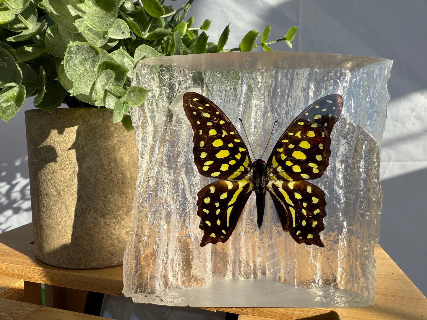 Resin Butterfly Glacier - Real Butterfly Specimens Encased in Crystal Resin