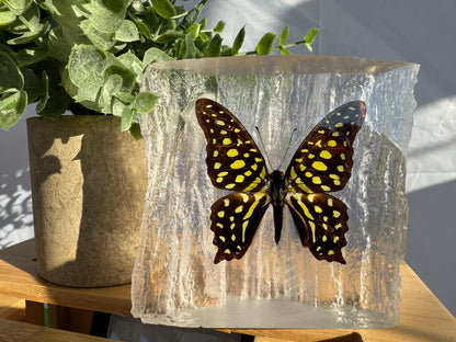 Resin Butterfly Glacier - Real Butterfly Specimens Encased in Crystal Resin