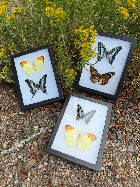 Butterfly Duo in a Riker Mount Frame