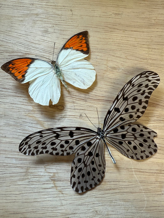 2 Spread butterflies, not framed Lot 503