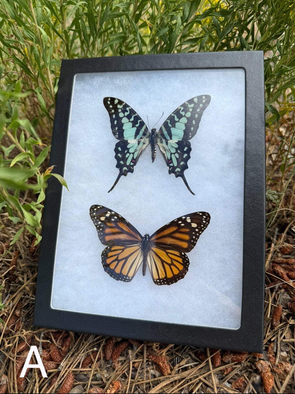 Butterfly Duo in a Riker Mount Frame