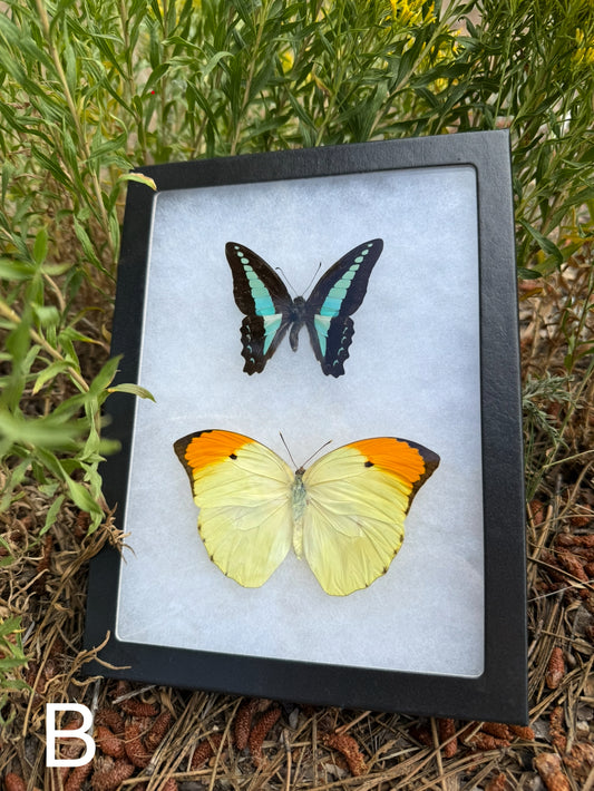 Butterfly Duo in a Riker Mount Frame