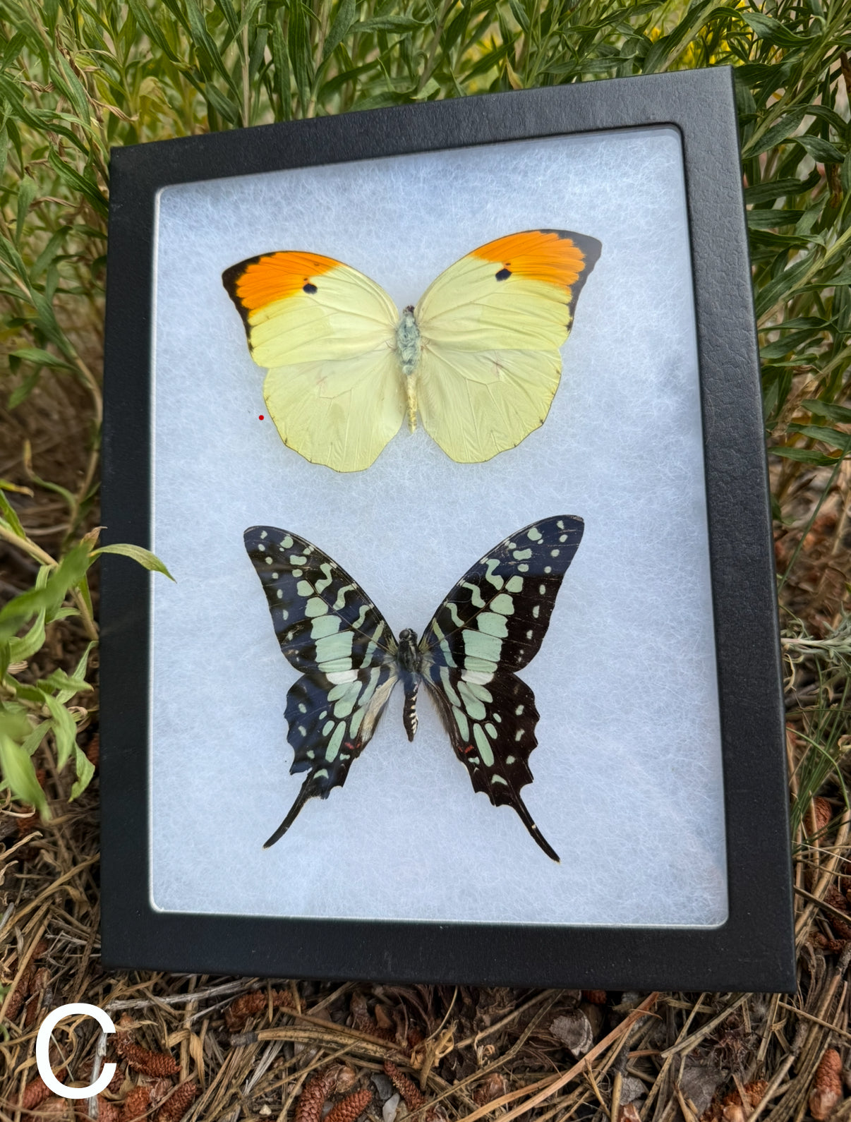 Butterfly Duo in a Riker Mount Frame