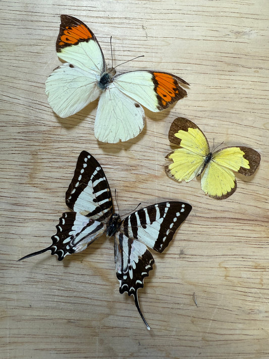 3 Spread Butterflies, not framed, Lot 504