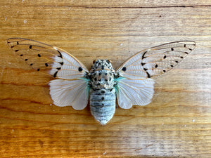 Ghost Cicada 'Ayuthia spectibilis' SPREAD insect