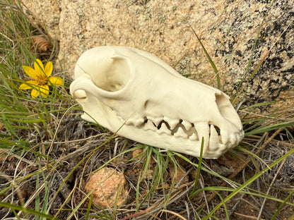 Fox Skull Replica, Full Size, Fossil Bone Specimen
