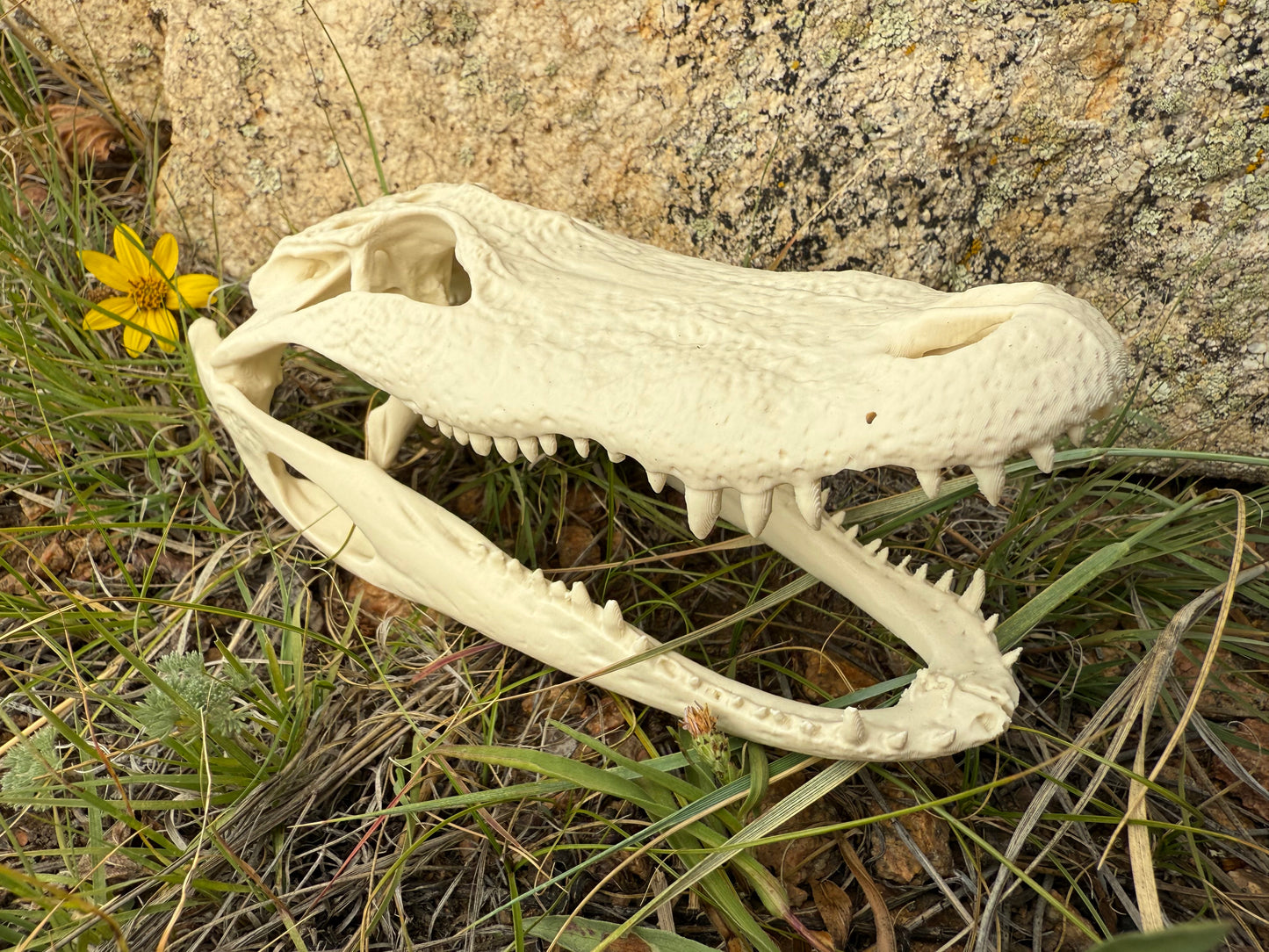 Alligator Skull Exact Replica, Fossil Bones Specimen, Science Education, Taxidermy, Decor